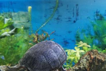 Sumpfschildkröten kaufen und verkaufen Foto: Moschusschildkröten zu Verkaufen