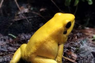 Poison dart frogs kaufen und verkaufen Photo: Biete 0.0.X Phyllobates terribilis