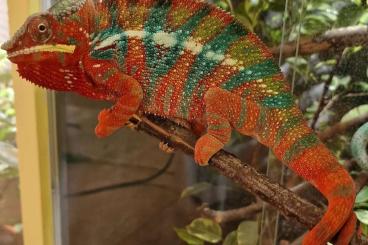 Lizards kaufen und verkaufen Photo: Pantherchamäleon / Furcifer pardalis