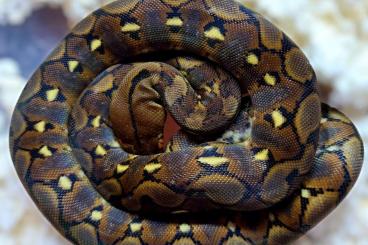 Schlangen kaufen und verkaufen Foto: Looking for female reticulated python