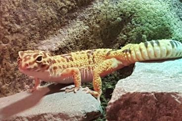 Geckos kaufen und verkaufen Foto: 2x weibl Fettschwanz Geckos mit Terrarium uvm