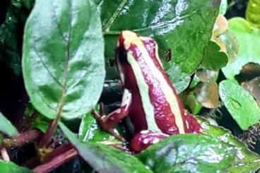 Poison dart frogs kaufen und verkaufen Photo: Epidobates Anthony Adult Female