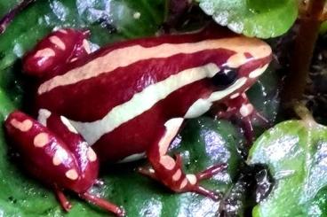 Poison dart frogs kaufen und verkaufen Photo: Dendrobaten,Tinctorius,Ranitomeya 