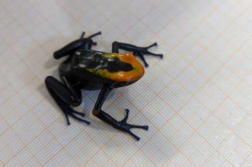 Poison dart frogs kaufen und verkaufen Photo: Tinctorius Brasilianer 1.0.0 Poison dart frogs kaufen und verkaufen Photo: Tinctorius Brasilianer 1.0.0