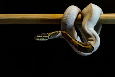 Königspythons kaufen und verkaufen Foto: Königspython Piebald 0.1 Weibchen