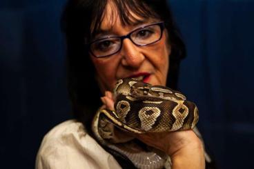 Ball Pythons kaufen und verkaufen Photo: Königspython 1,0  Mojave 5 Jahre alt