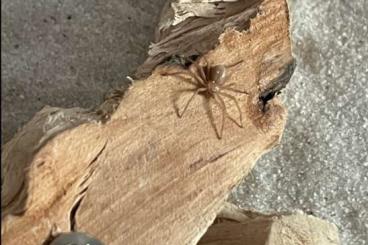other spiders kaufen und verkaufen Photo: Sicarius thomisoides slings