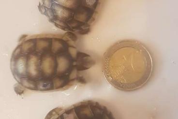 Landschildkröten kaufen und verkaufen Foto: Breitrandschildkröte, testudo marginata, Landschildkröten 
