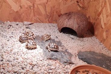 Landschildkröten kaufen und verkaufen Foto: Breitrandschildkröte, testudo marginata 
