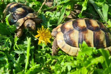 Landschildkröten kaufen und verkaufen Foto: Süße, zahme Breitrandschildkröten Babys aus 2020, mit Papiere