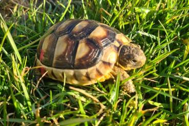 Landschildkröten kaufen und verkaufen Foto: Wir geben 2 süße und besonders zahme Schildis ab. Sie sind 2020 geschl