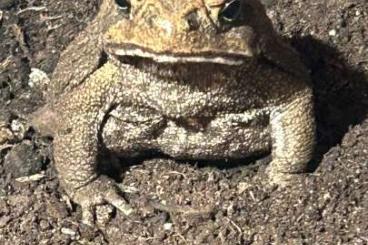 frogs kaufen und verkaufen Photo: Agakröten Jungtiere DNZ 2023