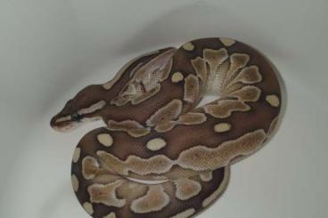 Ball Pythons kaufen und verkaufen Photo: Butter , Butter Champagne 