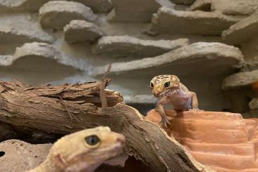 Geckos kaufen und verkaufen Foto: 2 Leopardgeckos inclusive Terrarium