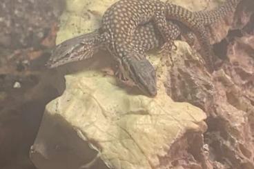 Echsen  kaufen und verkaufen Foto: Varanus Acanthurus Offspring 0.0.5