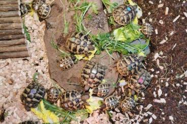 Landschildkröten kaufen und verkaufen Foto: Griechische Landschildkröte(n), NZ 2020, mit Papieren und Buch