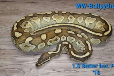 Königspythons kaufen und verkaufen Foto: ( Männchen ) 1.0 Butter het. Piebald 