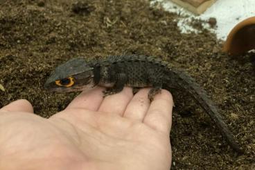 Skinke kaufen und verkaufen Foto: Buschkrokodil Zucht Paar - Tribolonotus gracilis - Rotaugen Buschkroko Skinke kaufen und verkaufen Foto: Buschkrokodil Zucht Paar - Tribolonotus gracilis - Rotaugen Buschkroko