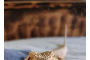 Bearded dragons kaufen und verkaufen Photo: Verkaufen hier 2 Bartagamen