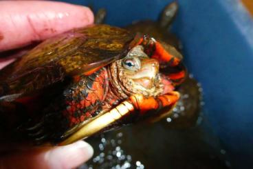 Tortoises kaufen und verkaufen Photo: Rhinoclemmys pulcherrima rogerbarbouri; Prachterschildkröten;Nachzucht