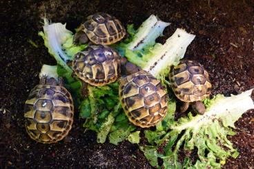 Landschildkröten kaufen und verkaufen Foto: Griechische Landschildkröten Testudo hermanni NZ 2021