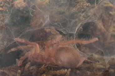 - bird spiders kaufen und verkaufen Photo: Neoholothele incei gold NZ / Weinstadt