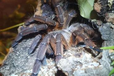 - bird spiders kaufen und verkaufen Photo: 0.1 Aspinochilus rufus Ex Phormingochilus - bird spiders kaufen und verkaufen Photo: 0.1 Aspinochilus rufus Ex Phormingochilus