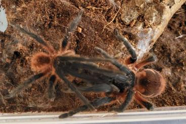 - bird spiders kaufen und verkaufen Photo: 1.0 Davus sp. panama mit RH - bird spiders kaufen und verkaufen Photo: 1.0 Davus sp. panama mit RH
