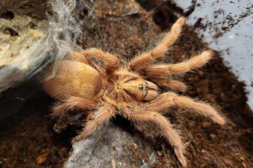 Vogelspinnen kaufen und verkaufen Foto: 1.1 Neoholothele incei Gold adult Vogelspinnen kaufen und verkaufen Foto: 1.1 Neoholothele incei Gold adult