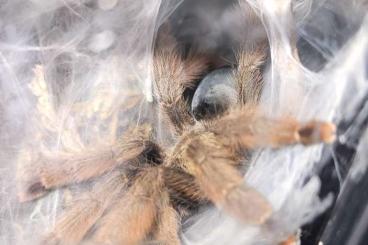 - bird spiders kaufen und verkaufen Photo: 0.1 Psalmopoeus pulcher - bird spiders kaufen und verkaufen Photo: 0.1 Psalmopoeus pulcher