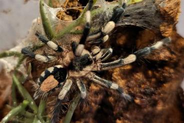 Vogelspinnen kaufen und verkaufen Foto: 1.0 Cyriocosmus ritae mit RH Vogelspinnen kaufen und verkaufen Foto: 1.0 Cyriocosmus ritae mit RH