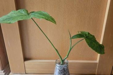 Supplies kaufen und verkaufen Photo: Gebe Pflanzen ab,  bei Interesse gerne melden 