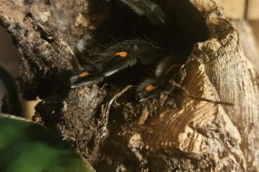 Vogelspinnen kaufen und verkaufen Foto: Gebe einige Vogelspinnen ab :