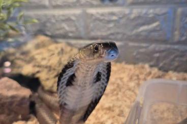 Venomous snakes kaufen und verkaufen Photo: Diverse Giftschlangen zur Abgabe Venomous snakes kaufen und verkaufen Photo: Diverse Giftschlangen zur Abgabe