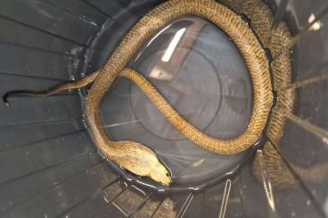 Venomous snakes kaufen und verkaufen Photo: Biete eine 1.0 Naja Nivea Venomous snakes kaufen und verkaufen Photo: Biete eine 1.0 Naja Nivea