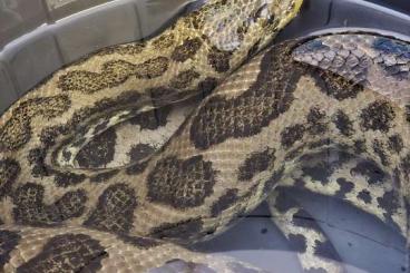 Schlangen kaufen und verkaufen Foto: Biete 1.0 Eunectes notaeus Schlangen kaufen und verkaufen Foto: Biete 1.0 Eunectes notaeus