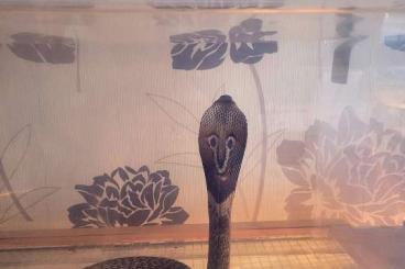 Venomous snakes kaufen und verkaufen Photo: Biete 1.1 Naja Naja Zuchtpaar Venomous snakes kaufen und verkaufen Photo: Biete 1.1 Naja Naja Zuchtpaar