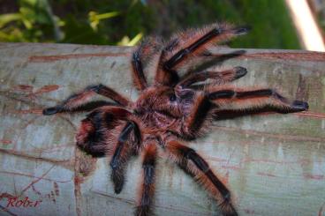 Vogelspinnen kaufen und verkaufen Foto: Biete 0.0.xx Phrixotrichus scrofa 1-2fh