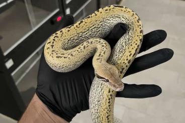Schlangen kaufen und verkaufen Foto: 1.1 Python Brongersmai.          