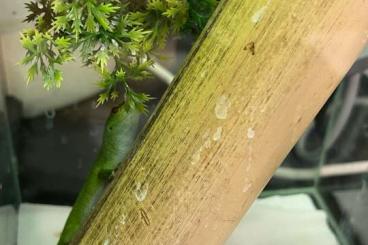 Geckos kaufen und verkaufen Foto: Phelsuma grandis NZ08/21 und NZ10/21