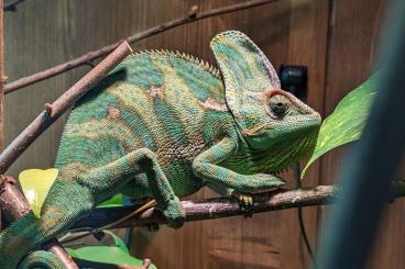 Chamäleons kaufen und verkaufen Foto: Jemenchamäleon mit Terrarium 