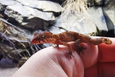 Lizards kaufen und verkaufen Photo: Saturday HAMM LAST CALL Lizards and Natrix