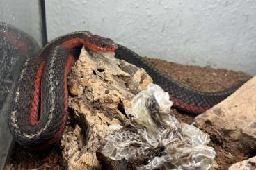 Schlangen kaufen und verkaufen Foto: Suche 1,0 Thamnophis sirtalis Flame adult  