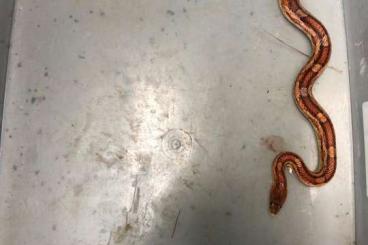 Colubrids kaufen und verkaufen Photo: Kornnattern in liebevolle Hände abzugeben