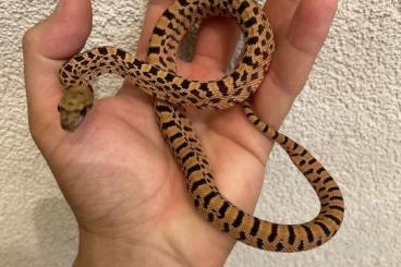 Colubrids kaufen und verkaufen Photo: Bullsnakes various morphs for Hamm