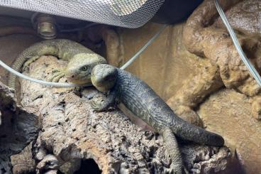 Lizards kaufen und verkaufen Photo: 0.0.2 Corucia zebrata 2023 Lizards kaufen und verkaufen Photo: 0.0.2 Corucia zebrata 2023