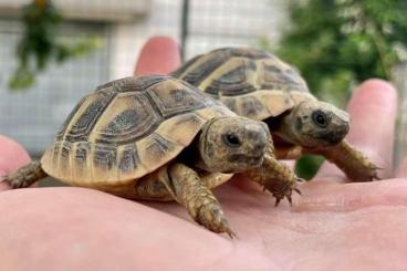 Turtles and Tortoises kaufen und verkaufen Photo: Testudo hermanni boettgeri 