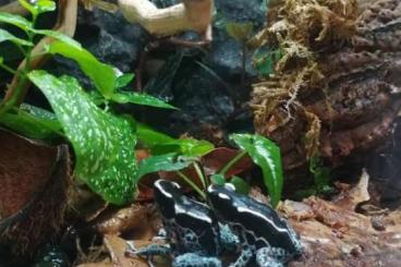 Poison dart frogs kaufen und verkaufen Photo: Dendrobates tinctorious graubeiner