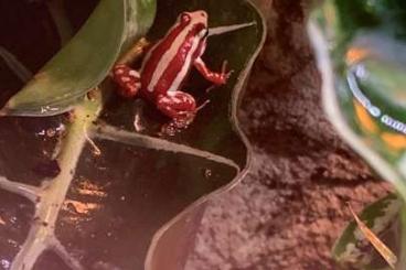 Poison dart frogs kaufen und verkaufen Photo: 2 männliche Epipedobates anthoniy abzugeben 