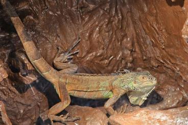 Echsen kaufen und verkaufen Photo: Roter Leguan zu verkaufen 180€ VB Echsen kaufen und verkaufen Photo: Roter Leguan zu verkaufen 180€ VB
